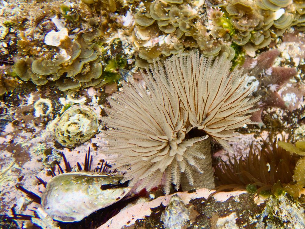 Rockpool Ramble: Way of the Worm post image