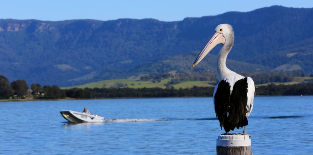 Can’t rain on Lake Illawarra’s parade post image