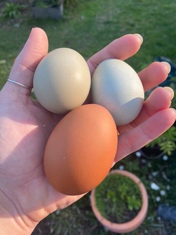 The tragic short life and sudden death of Ducky the chicken post image