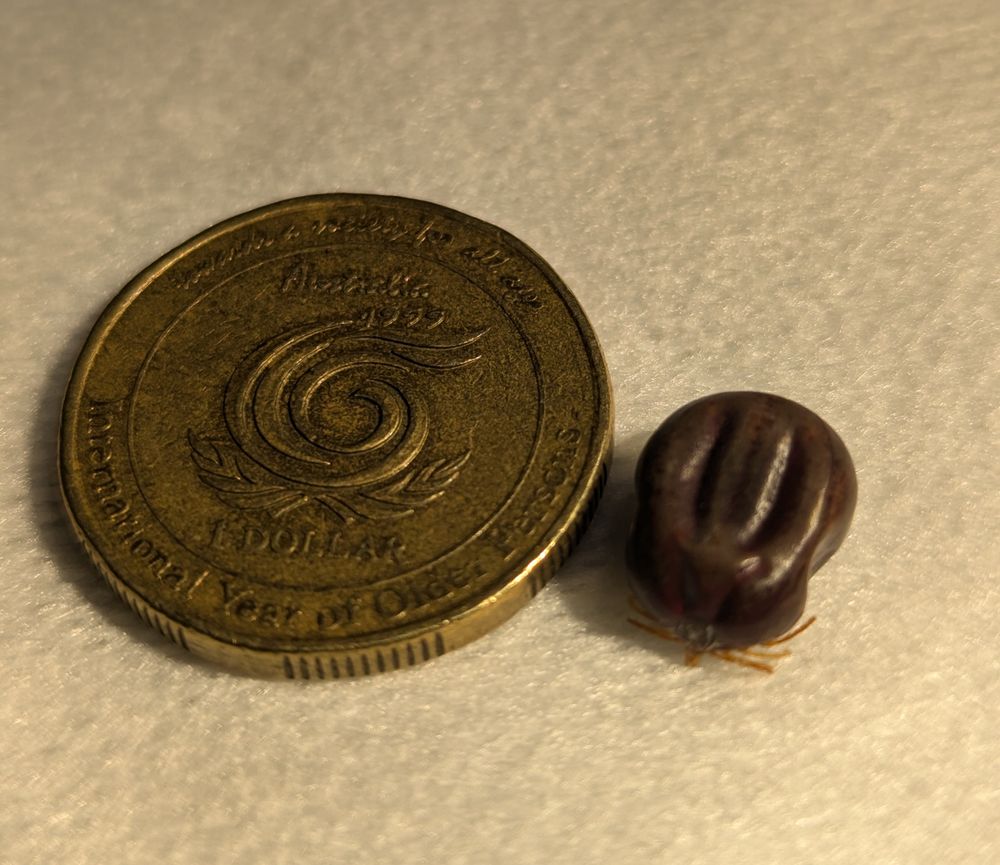 Protect your pets: Lots of paralysis ticks expected this season post image