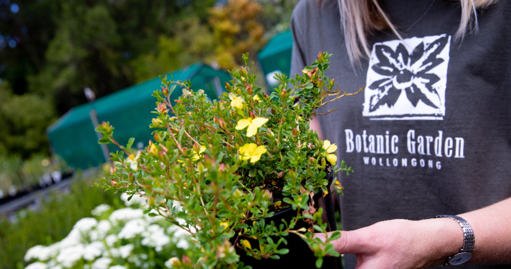 Nature Notes: Powerful owls, possums + a native plant sale post image