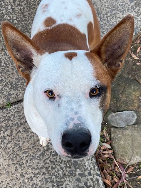 Adopt a dog: Finn needs a home post image