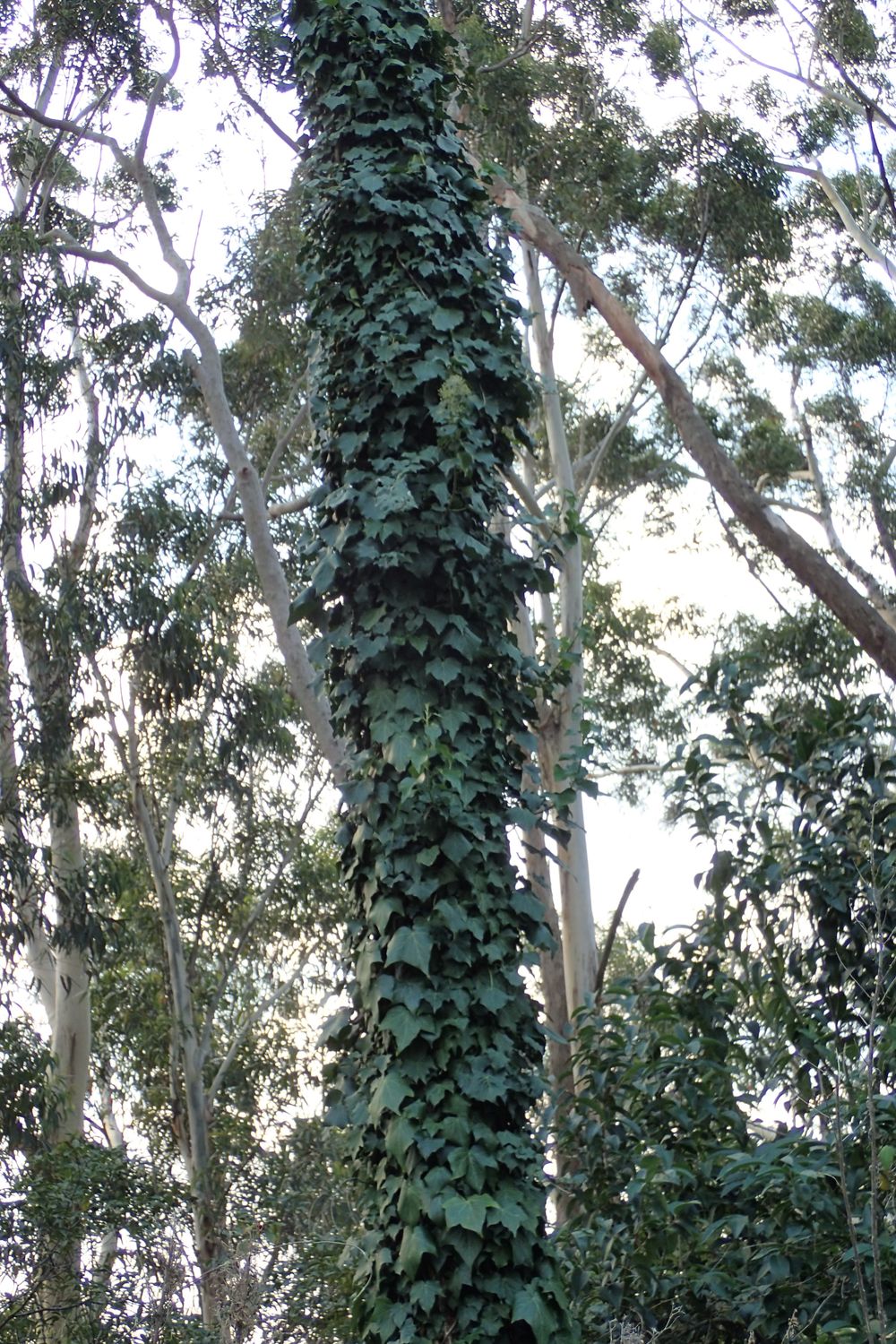 Watch out for English Ivy post image