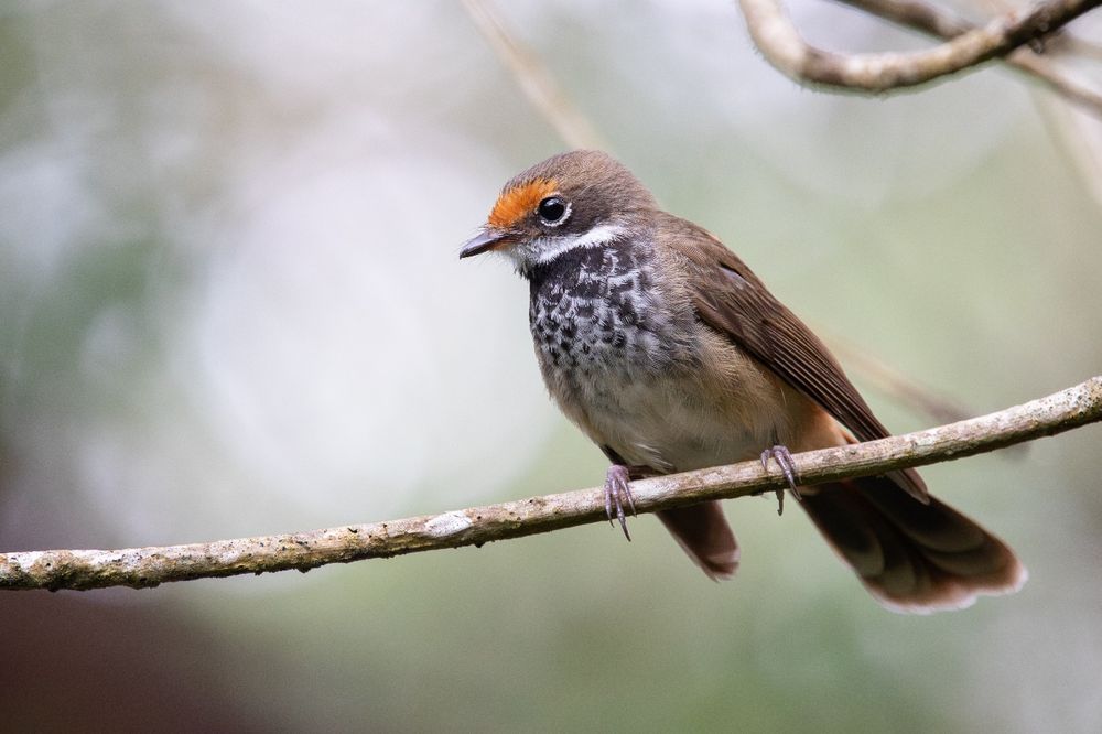 Bird of the Month: Rufous Fantail post image