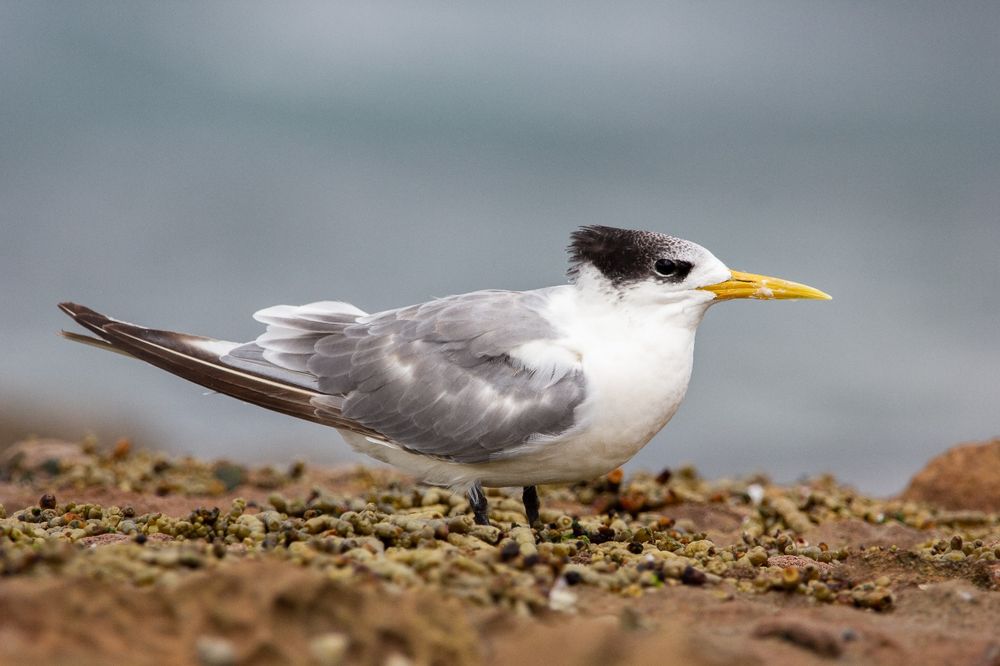 Bird of the Month: Greater Crested Tern post image