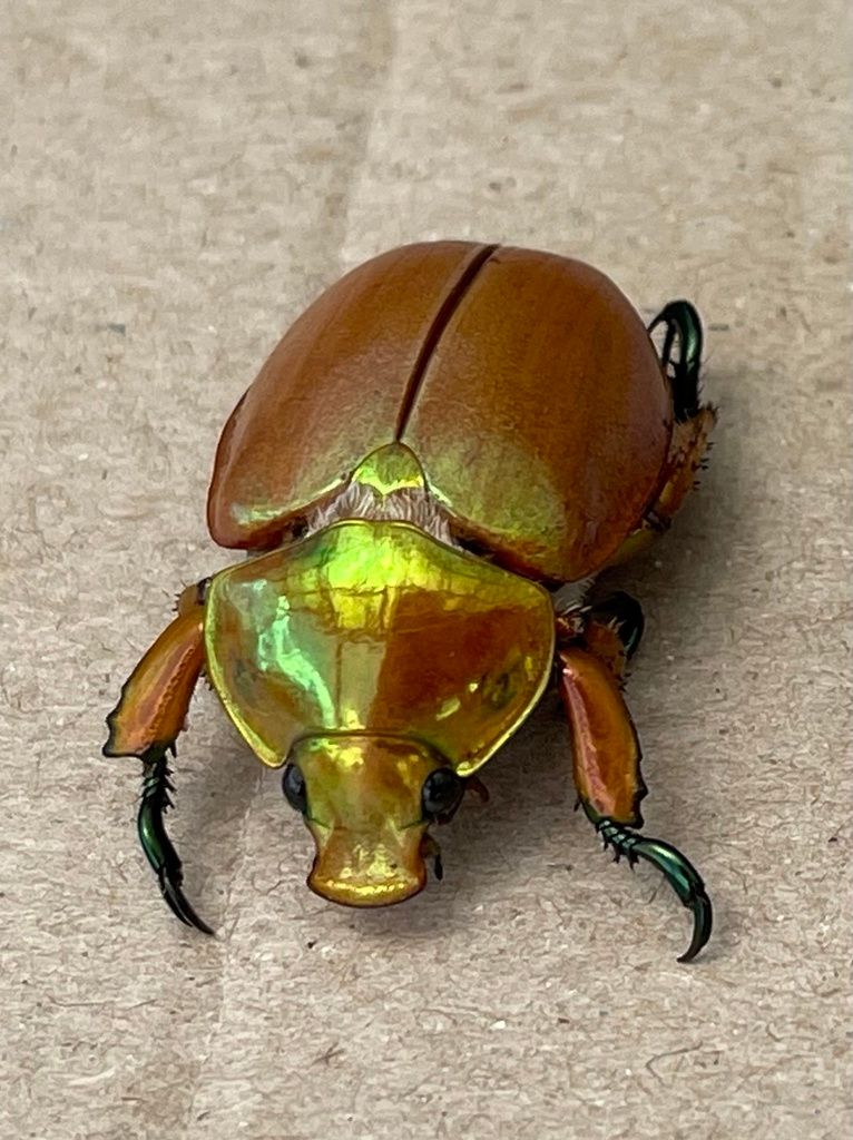 Where have all the Christmas beetles gone? post image