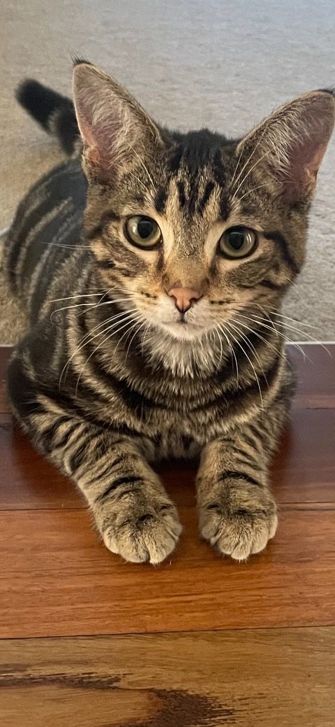 Meet the founder of Helensburgh's animal rescue organisation post image