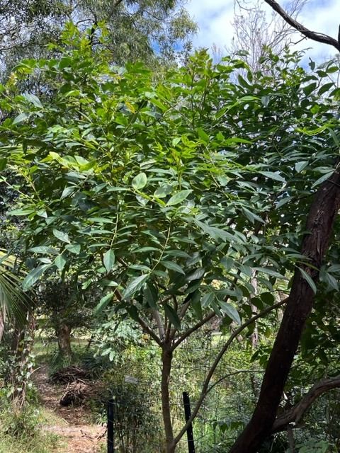 Tree of the Month: Elderberry Panax post image