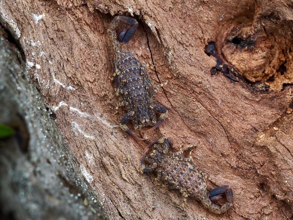 Scorpions – yes, in the Illawarra! post image