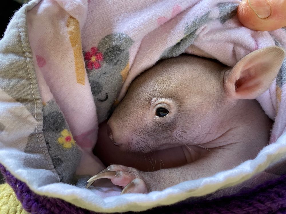 Look out! Marsupials about: WIRES calls on drivers to take care on our roads post image