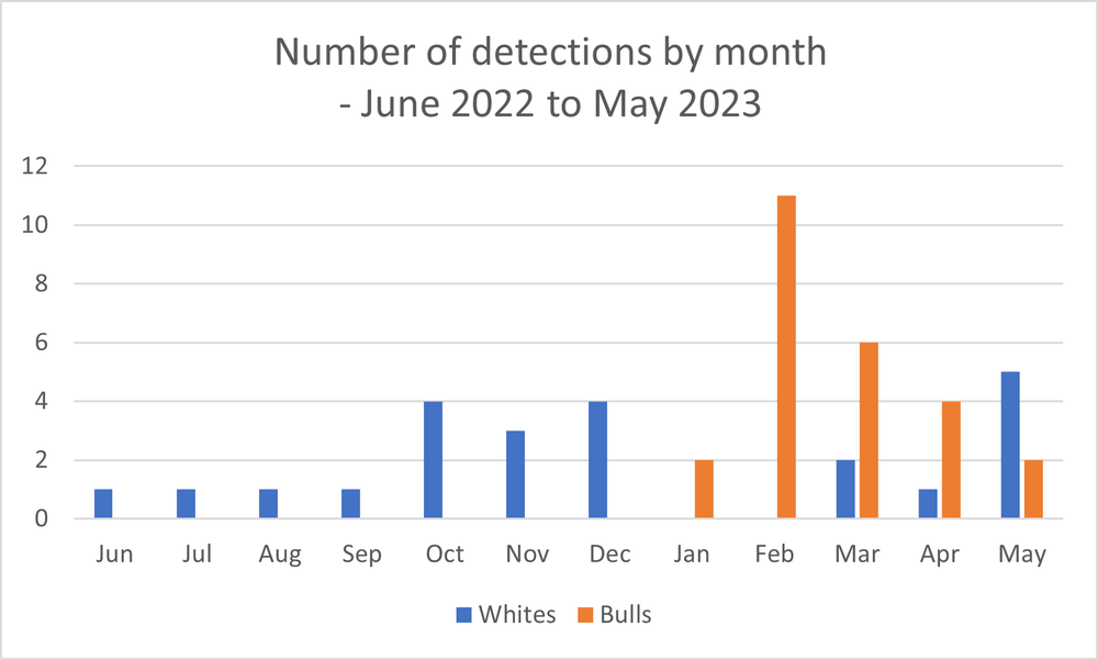 Hello Fish: What shark species turn up when post image