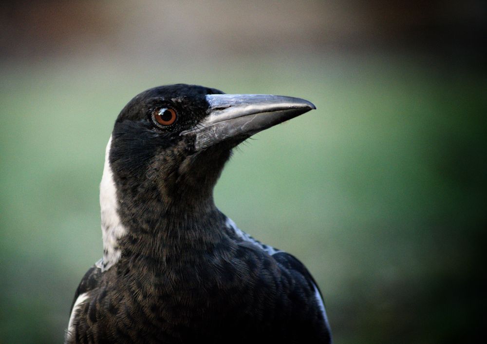 Mystery of missing magpies + more April letters post image