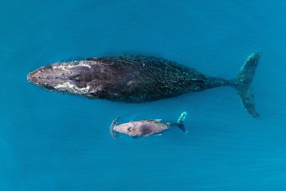 Women watching whales: How career changes opened up volunteer work at ORRCA post image