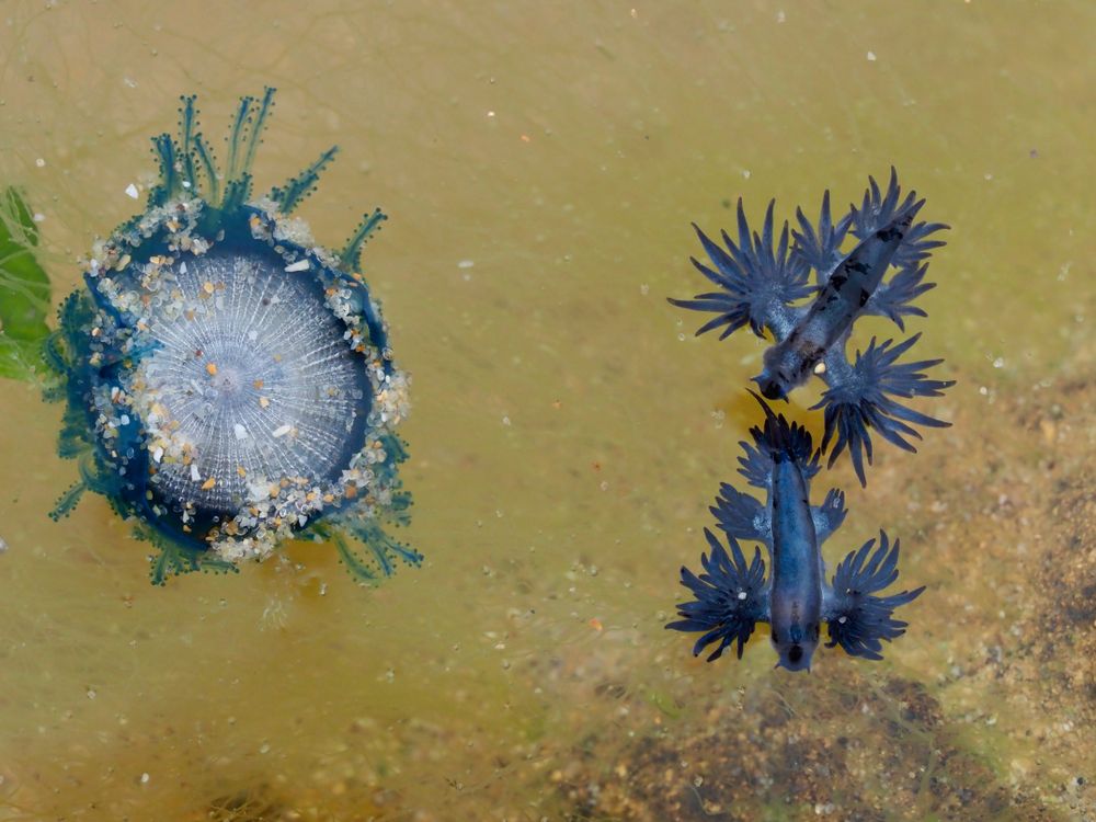 Backyard Zoology: look out for blue dragons! post image