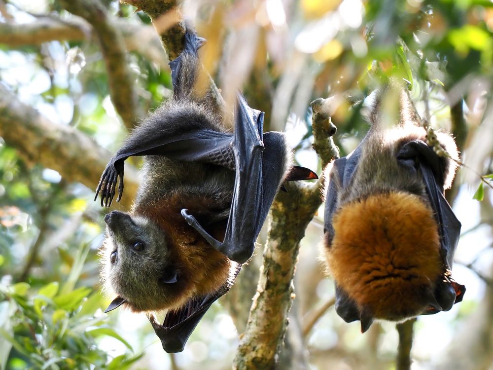 Urban Jungle: Blackbutt Forest Reserve, Shellharbour post image