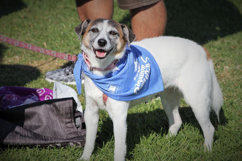 Join the RSPCA Million Paws Walk for fun, fancy dress and fundraising at Lake Illawarra post image