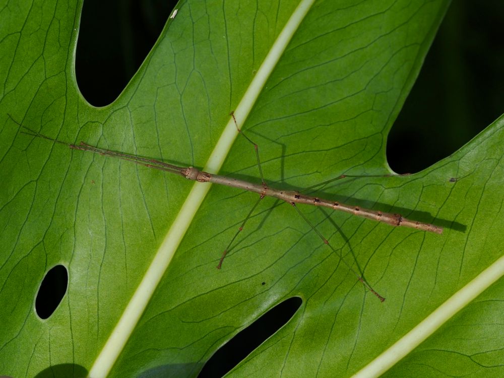 Nature Notes: Stick insects, top-knot pigeons and the CoastSnap app post image
