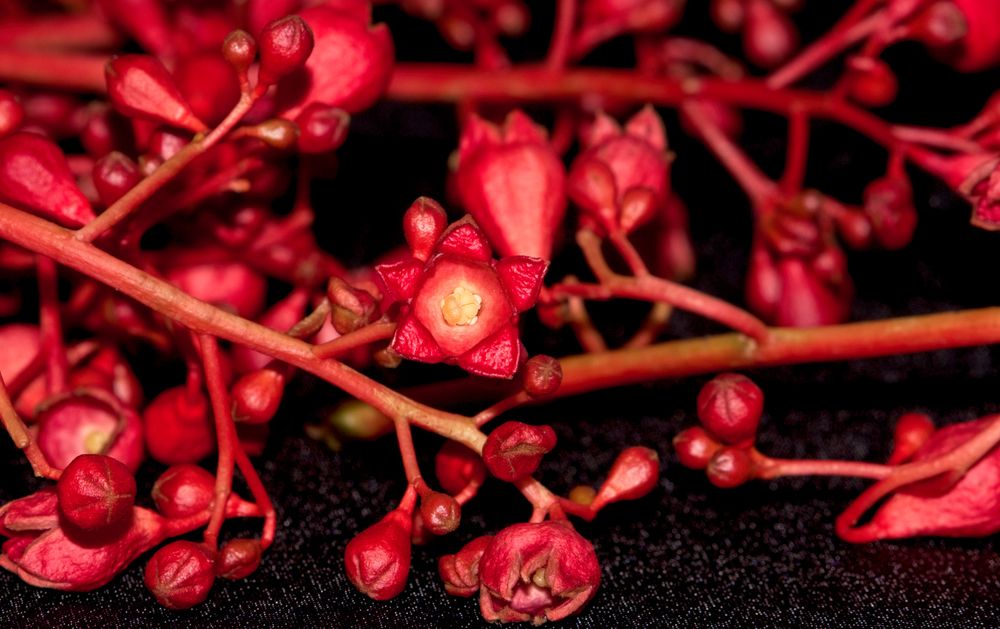 Chasing flames post image