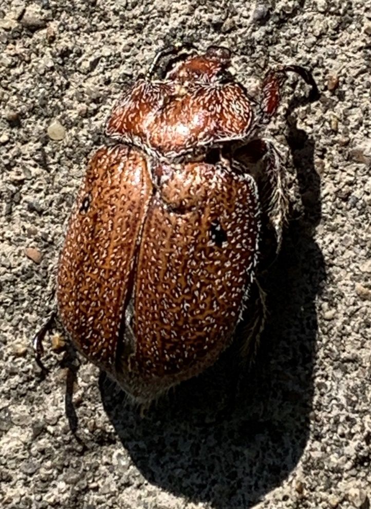 Beetling About: Download Christmas Beetle ID app post image