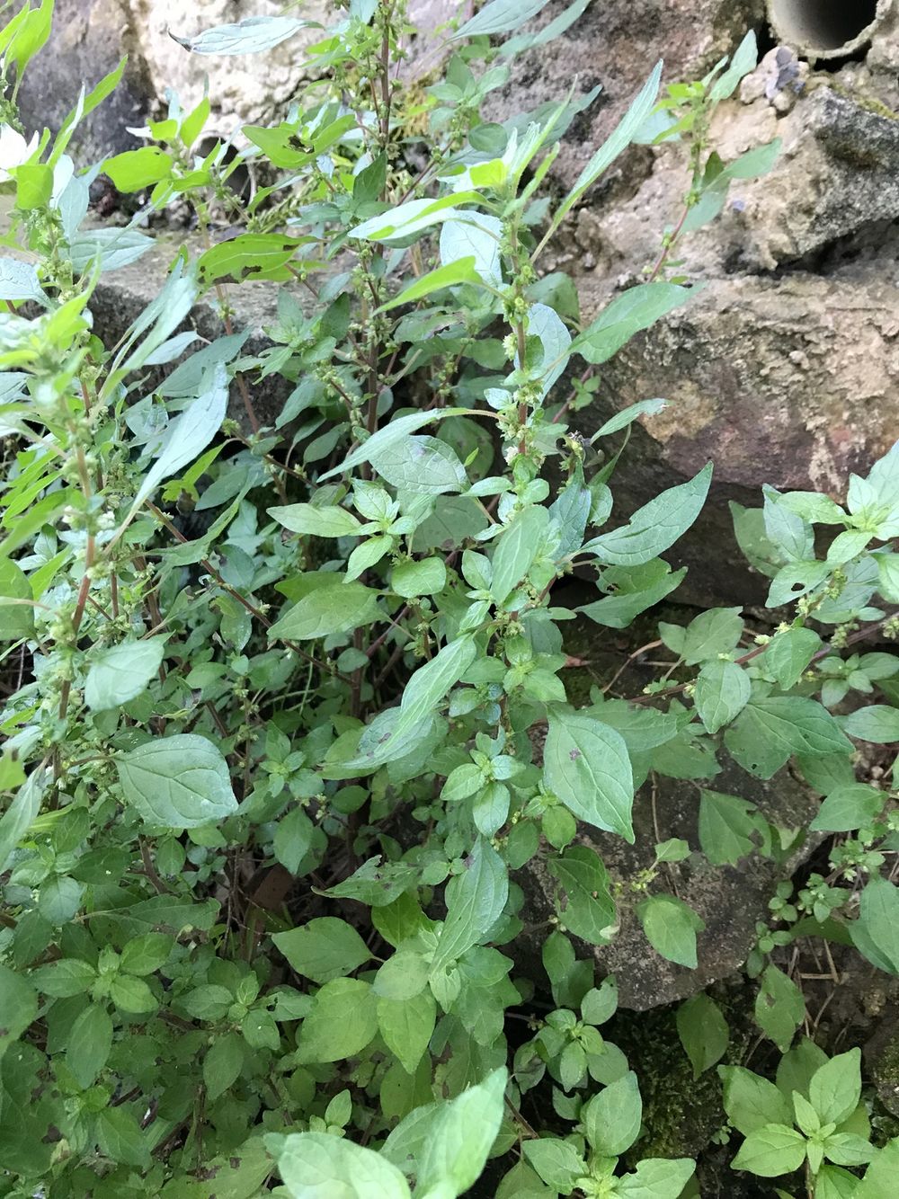 Watch out for Asthma weed post image