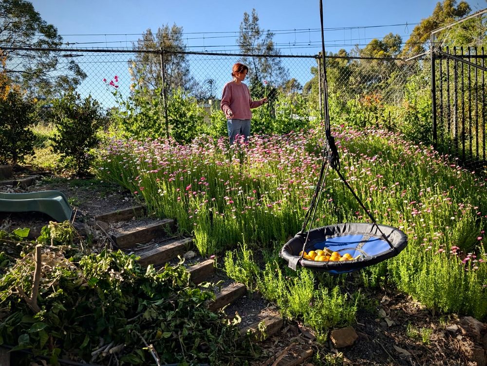 Business is blooming at a backyard flower farm in Thirroul post image