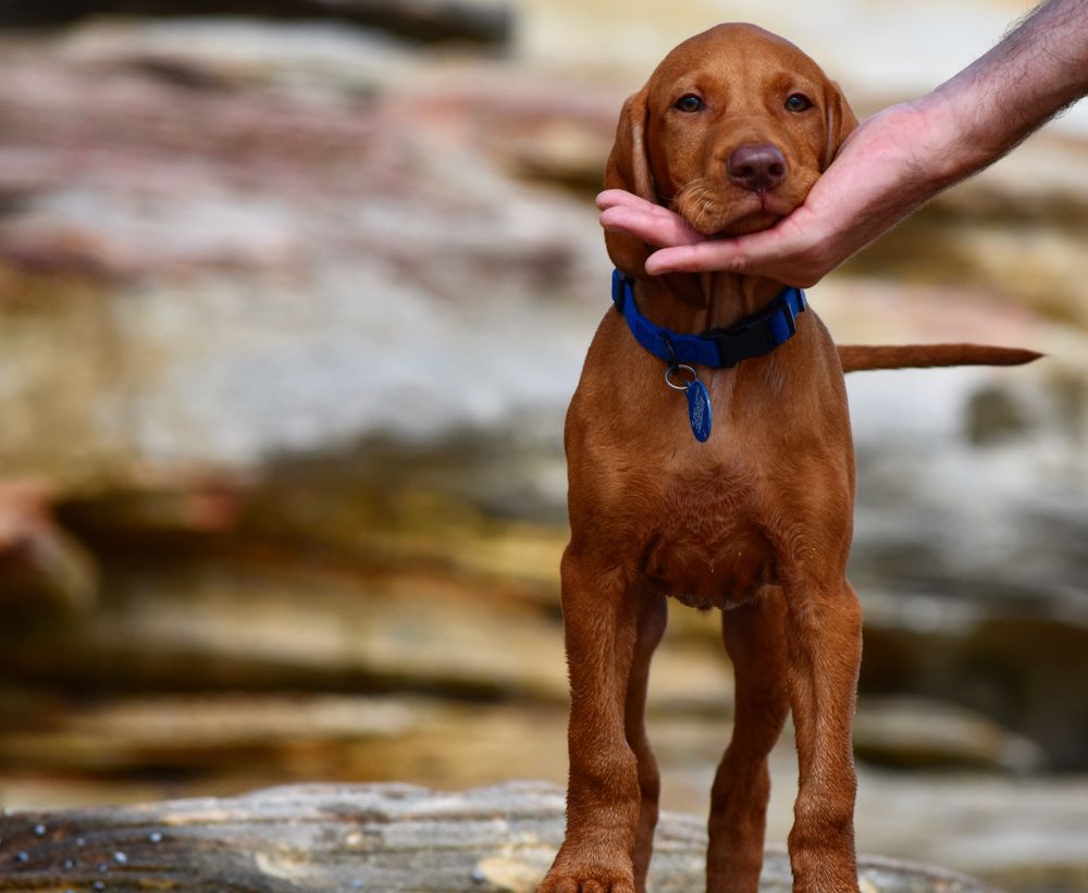 Parenting FAQ: We have small kids, should we get a dog? post image