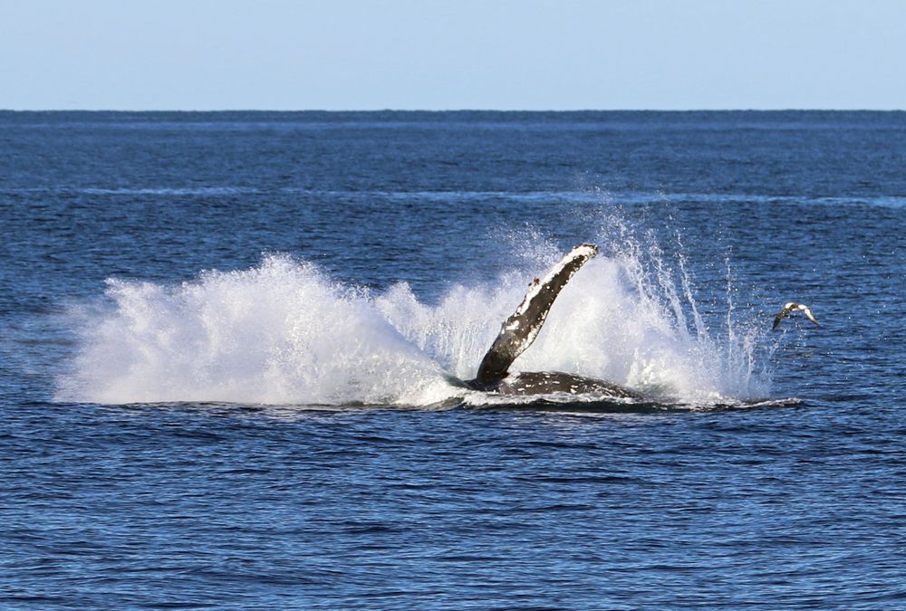 Take a scenic cruise with Shellharbour Wild post image