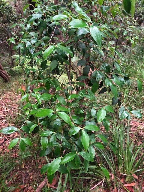 Tree of the Month: Tree Heath post image