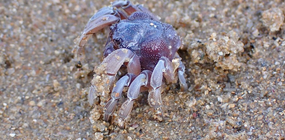 Fast 5: FUNctional fauna of Lake Illawarra post image