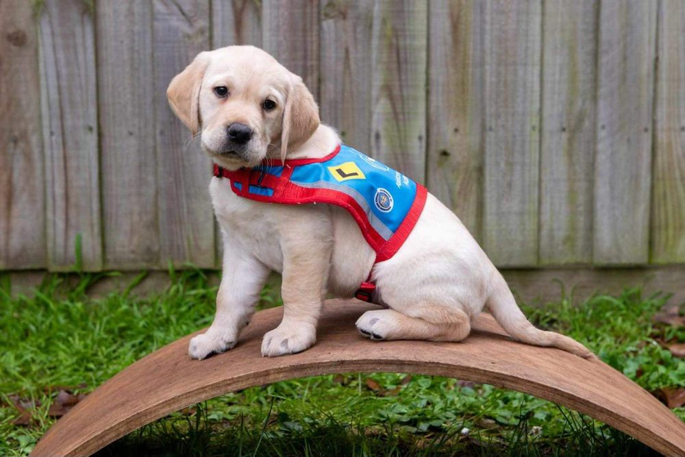 Puppy Parents Wanted at Assistance Dogs Australia post image