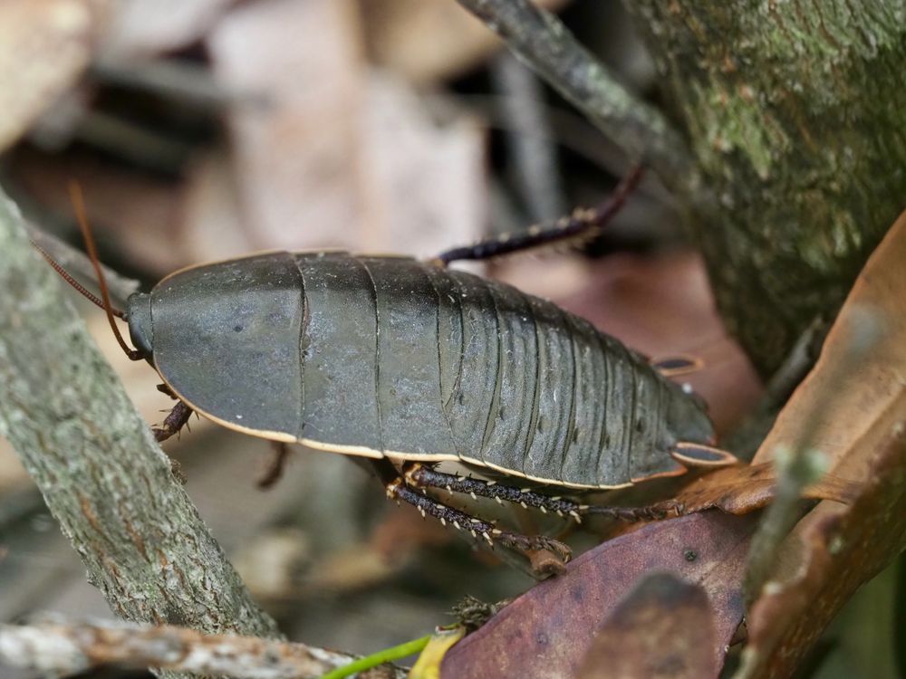 The Botany Bay Cockroach post image