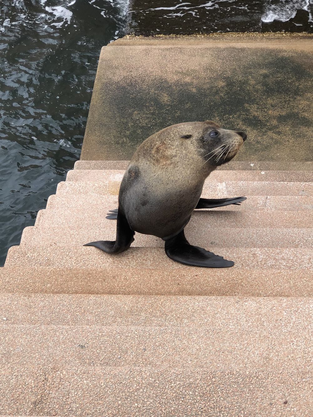 ORRCA's marine mammal rescuers offer hotline to help post image