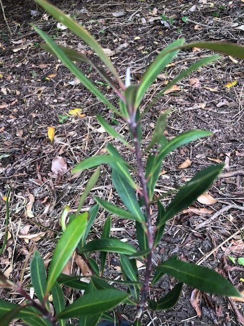 Tree of the Month: Water Gum post image