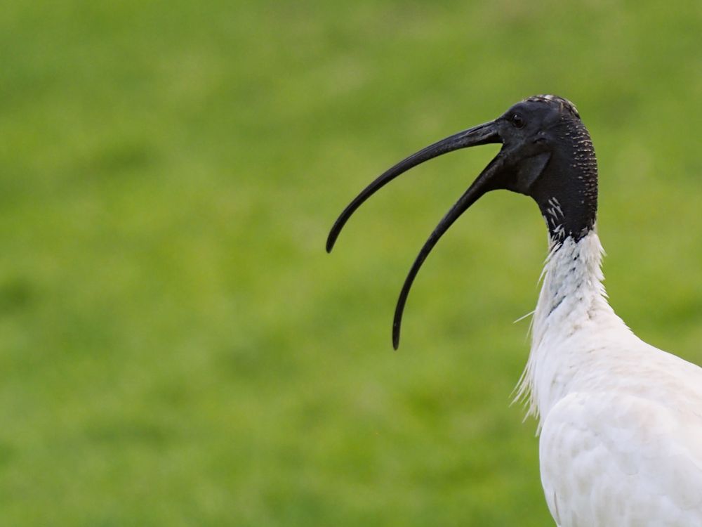 In defence of the Bin Chicken post image