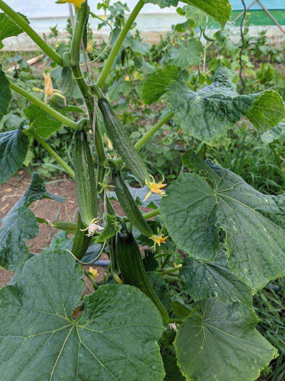 Let's talk about organics post image