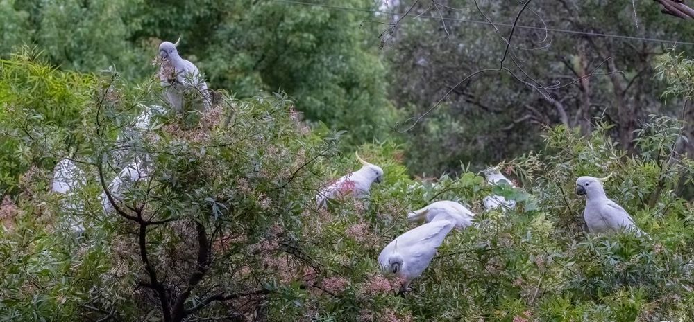 Does the NSW Christmas Bush need a new name? post image