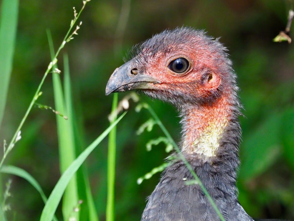 'I’ve got a soft spot for ugly animals' post image