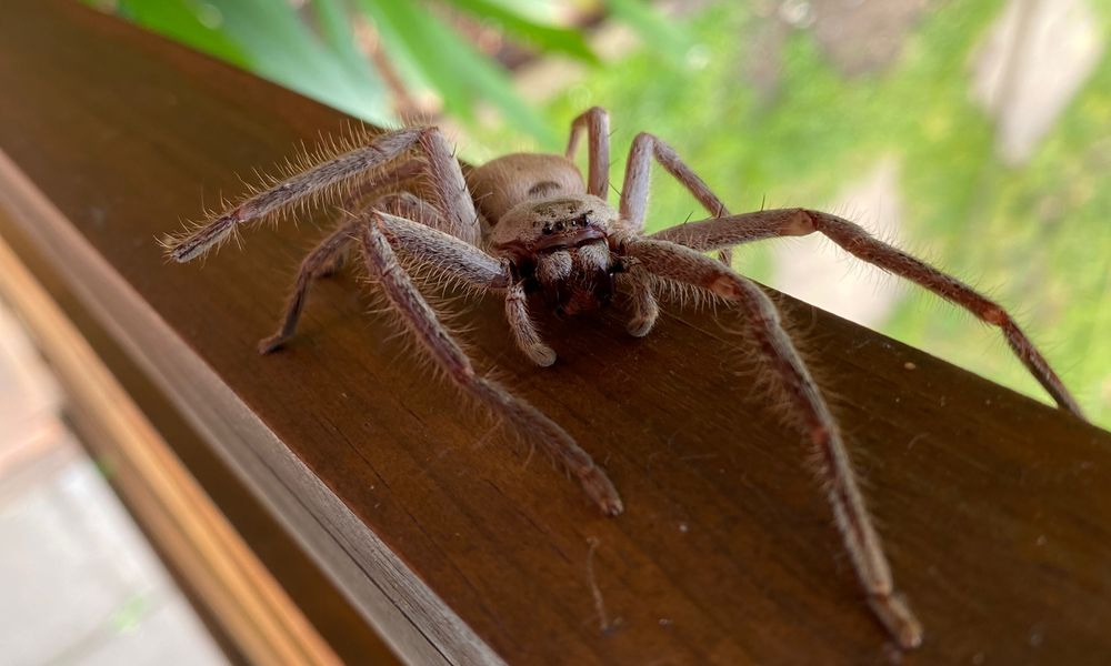 Handsome huntsmans: the misunderstood, family-oriented spiders who make ideal housemates post image