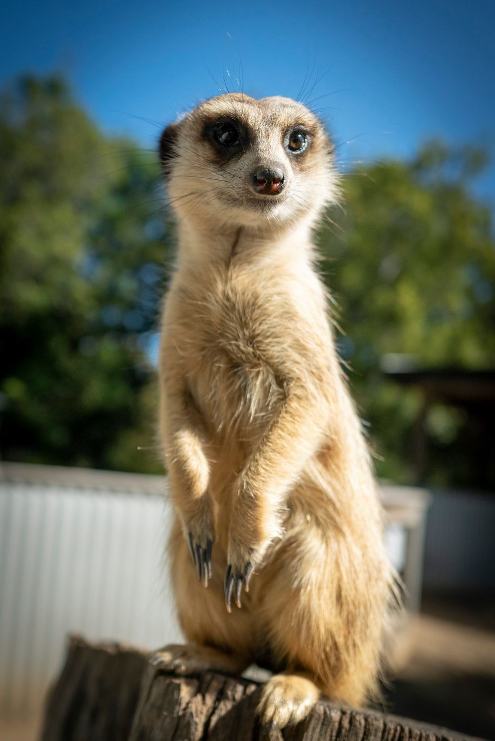 Give the magic of meerkats post image