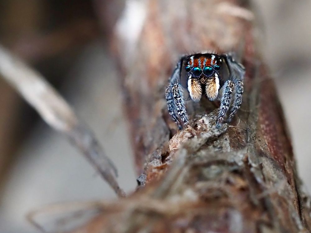 Nature Notes: Peacocks and alarm clocks on the move post image