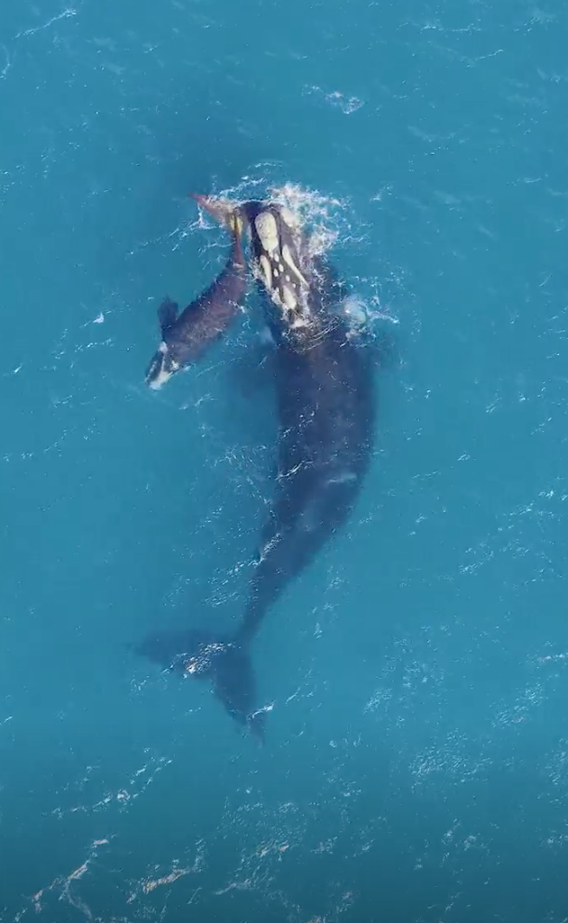 ORRCA advice for boaters after Southern Right Whale calf struck off Stanwell Park post image