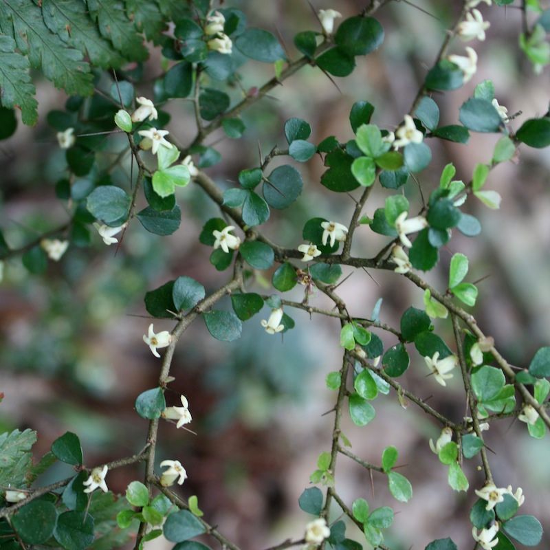 Flowers, fruit and …. thorns? post image