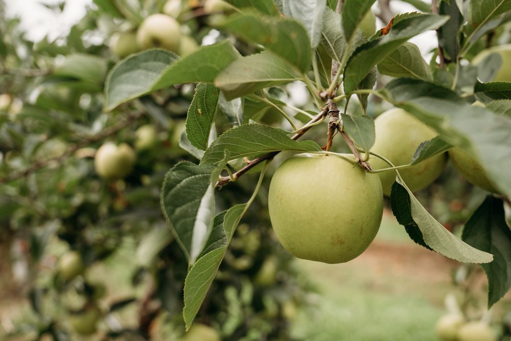 Find a Flavourful Future at Darkes Glenbernie Orchard post image
