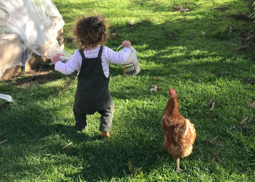 School holiday conflict: A story of empty cups and too many chickens post image
