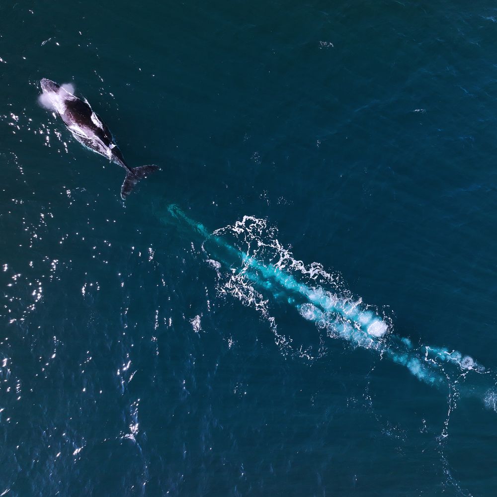 Dr Jodi Edwards delves into Unbroken Whispers: The Ripples Connecting Sea-Kin post image