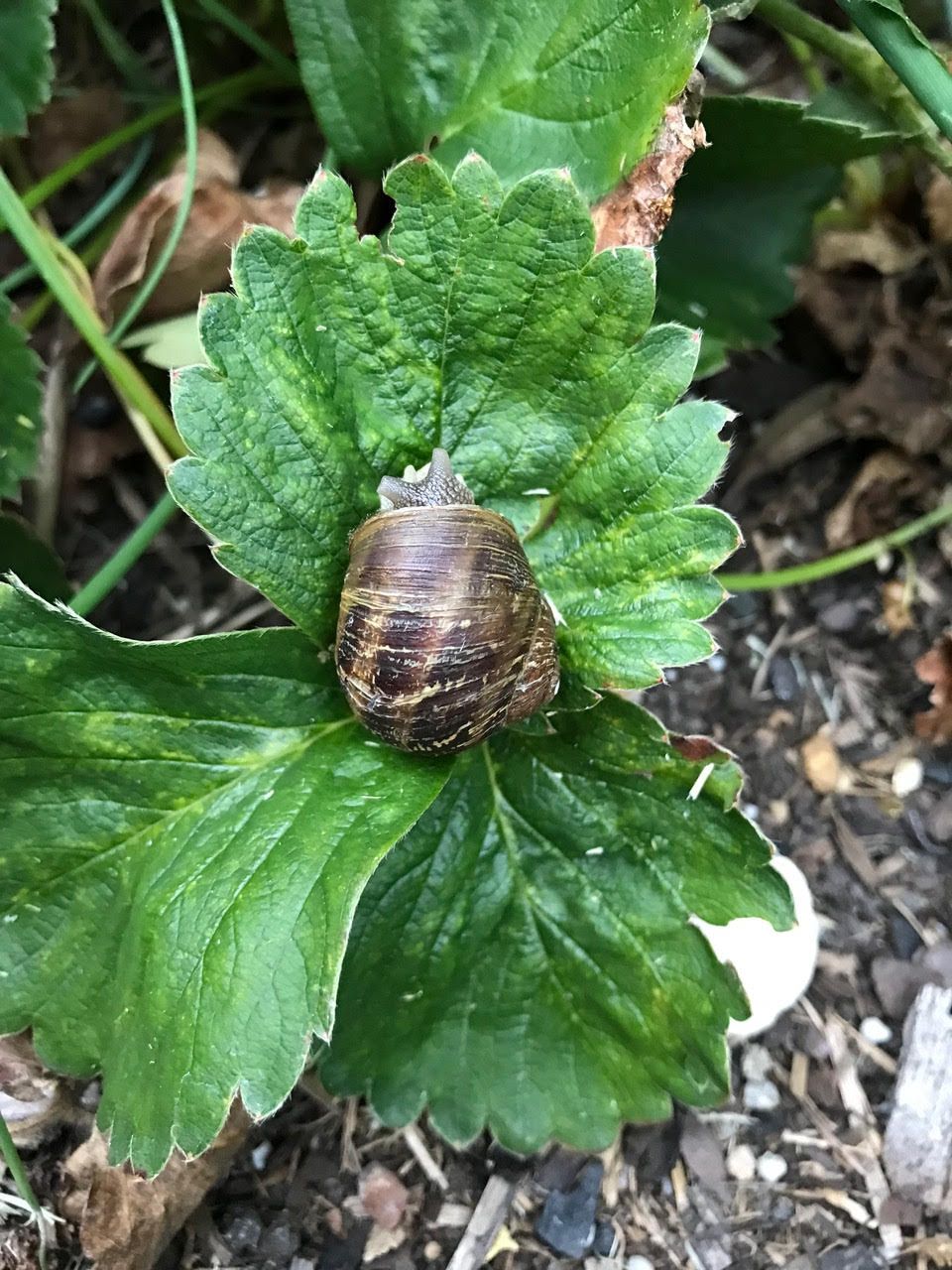 Beer traps and other snail remedies post image