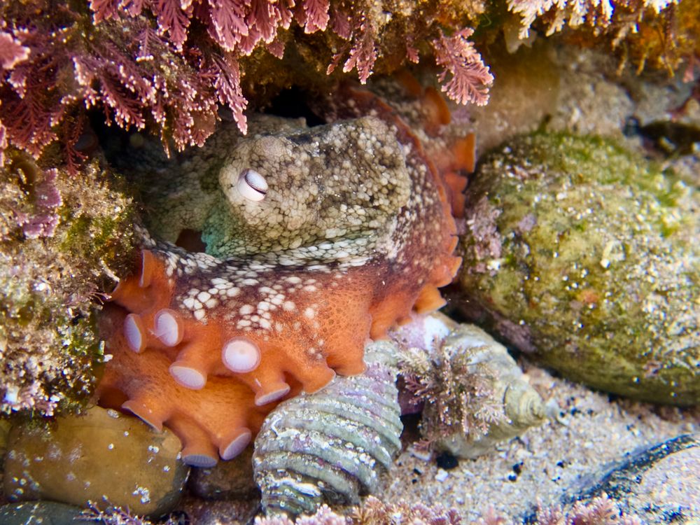 The incredible diversity of the Sandon Point rock pools post image