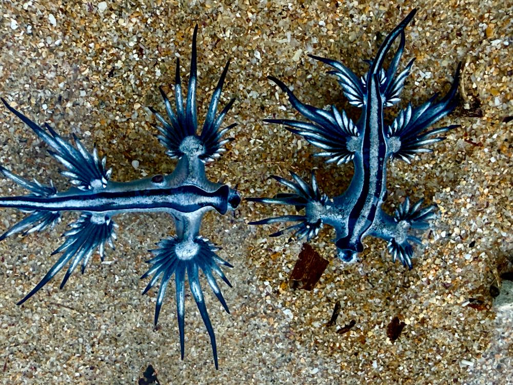 A sting in the tail? Blue dragon nudibranchs wash ashore post image