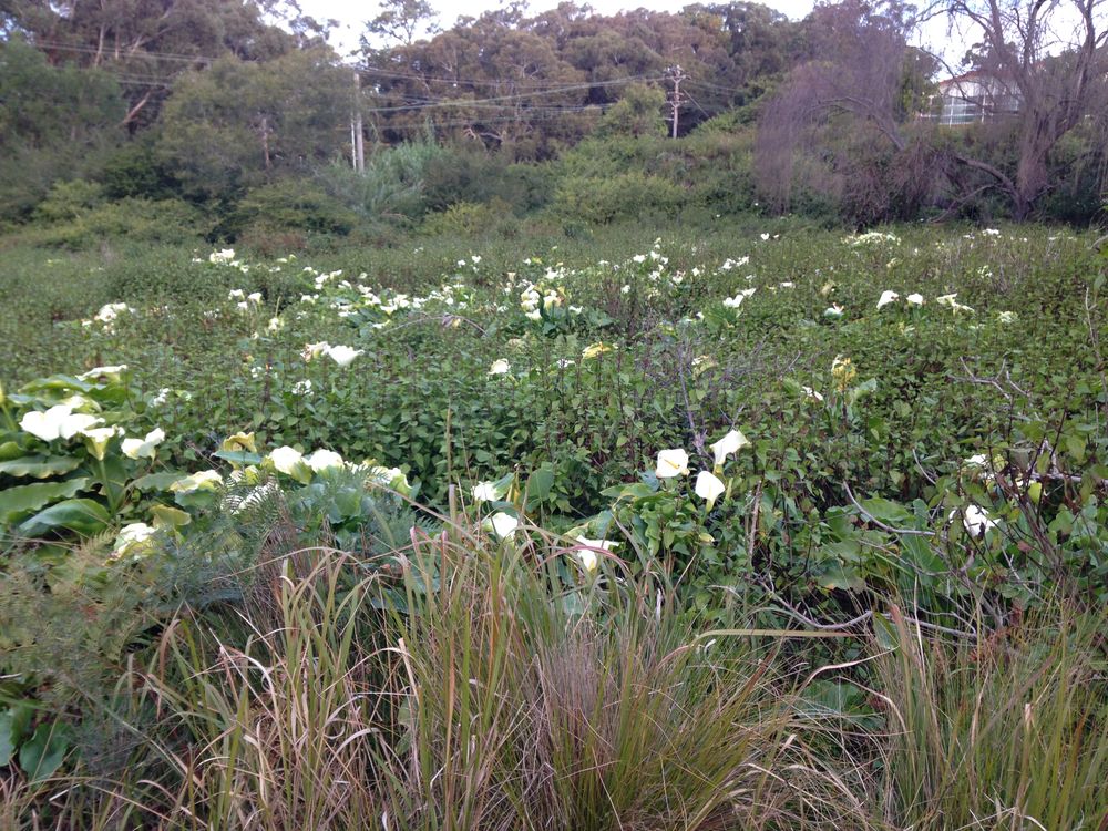 Be Weed Wise: Watch out for Arum lily post image