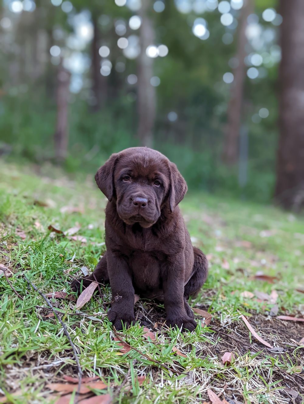 The Joys of Puppy Ownership post image